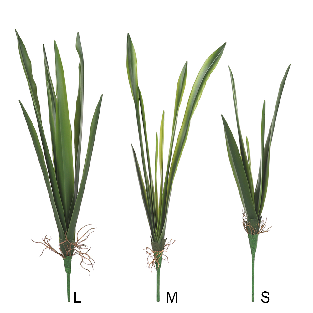New Party Supplies High Grade  - Dracaena Marginata recension och pris