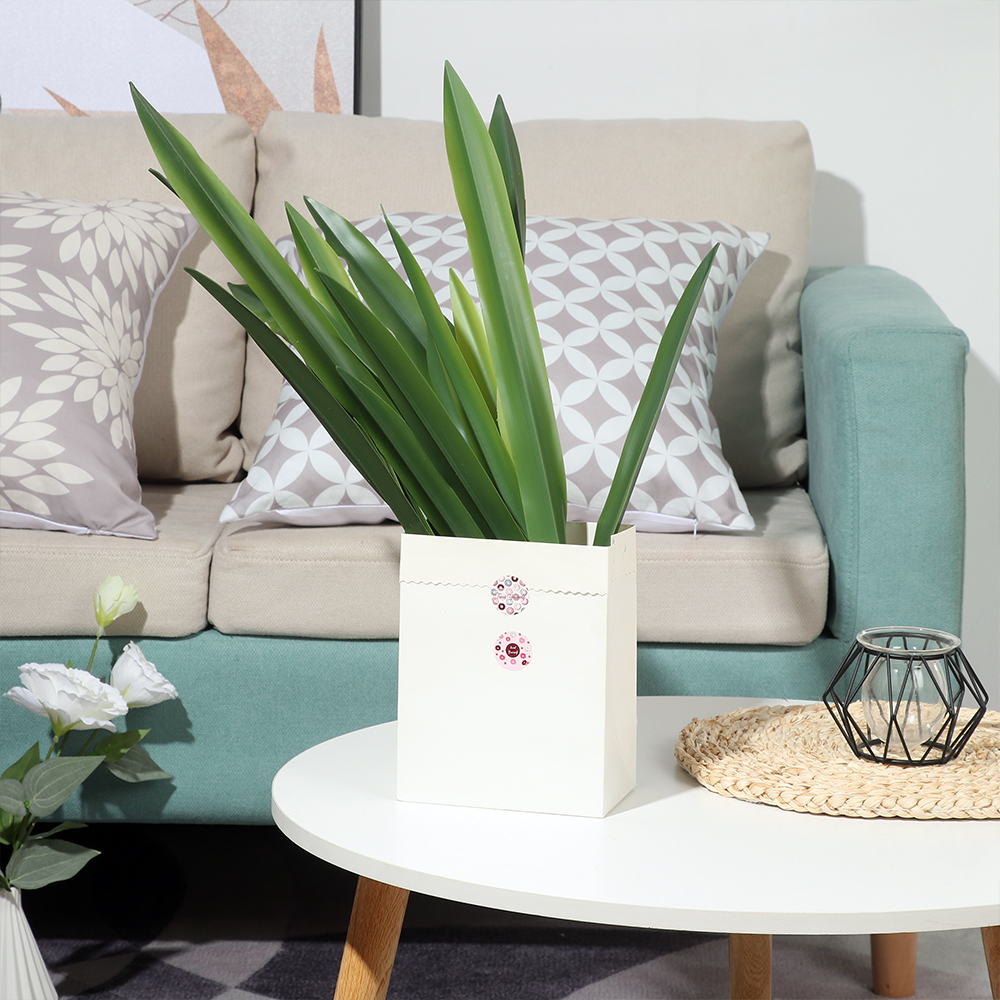 New Party Supplies High Grade  - Dracaena Marginata recension och pris