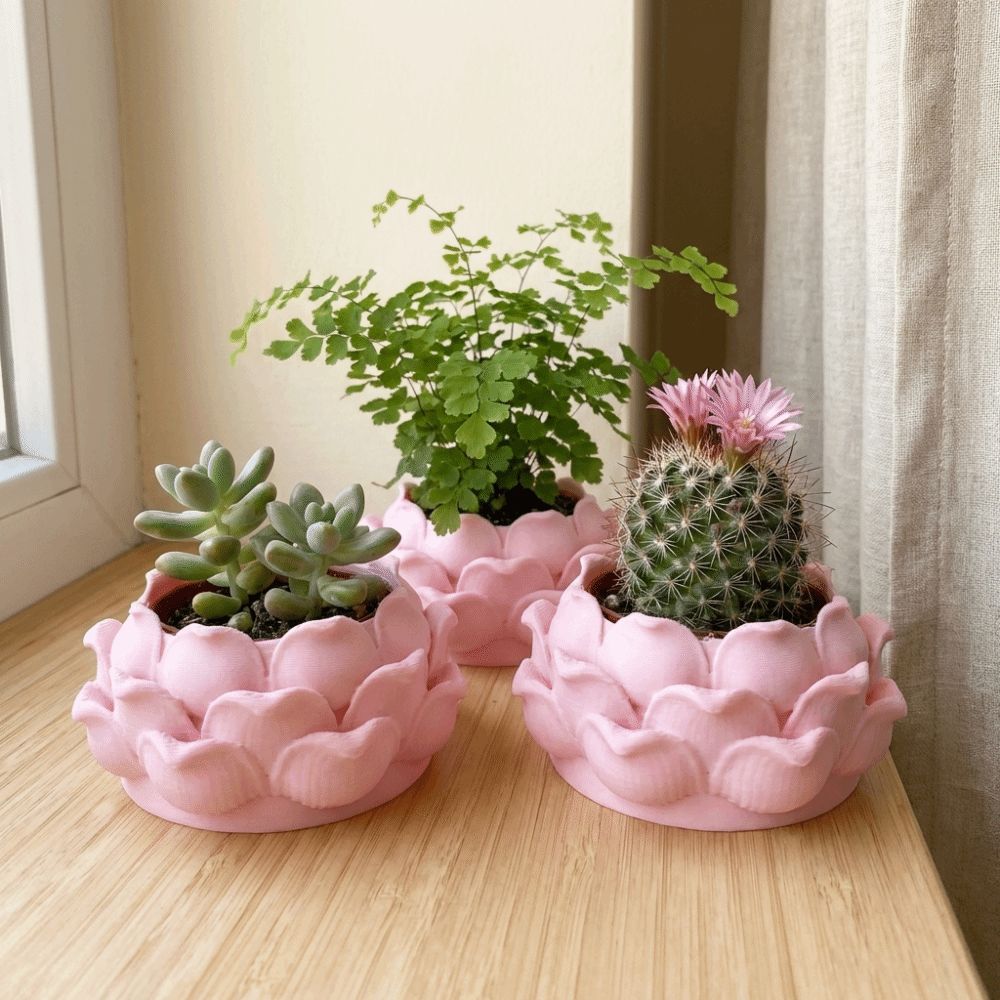 Lotus Shaped Succulent Plant P - Echeveria Succulent recension och pris